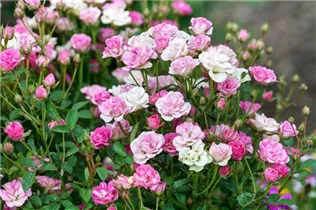 Kleinstrauchrose 'LillyRose™ Wonder5' - Rosa 'LillyRose™ Wonder5' Kleinstrauchrose 'LillyRose™ Wonder5' - Rosa 'LillyRose™ Wonder5'
