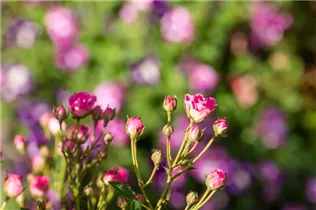 Kleinstrauchrose 'LillyRose™ Wonder5' - Rosa 'LillyRose™ Wonder5' Kleinstrauchrose 'LillyRose™ Wonder5' - Rosa 'LillyRose™ Wonder5'