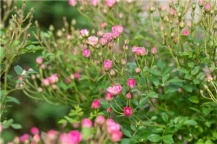 Kleinstrauchrose 'LillyRose™ Wonder5' - Rosa 'LillyRose™ Wonder5' Kleinstrauchrose 'LillyRose™ Wonder5' - Rosa 'LillyRose™ Wonder5'