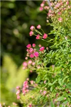 Kleinstrauchrose 'LillyRose™ Wonder5' - Rosa 'LillyRose™ Wonder5' Kleinstrauchrose 'LillyRose™ Wonder5' - Rosa 'LillyRose™ Wonder5'
