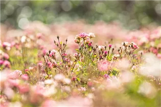 Kleinstrauchrose 'LillyRose™ Wonder5' - Rosa 'LillyRose™ Wonder5' Kleinstrauchrose 'LillyRose™ Wonder5' - Rosa 'LillyRose™ Wonder5'