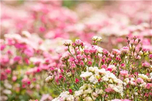 Kleinstrauchrose 'LillyRose™ Wonder5' - Rosa 'LillyRose™ Wonder5' Kleinstrauchrose 'LillyRose™ Wonder5' - Rosa 'LillyRose™ Wonder5'