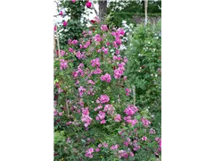 Vielblütige Rose 'Taunusblümchen' - Rosa multiflora 'Taunusblümchen' Vielblütige Rose 'Taunusblümchen' - Rosa multiflora 'Taunusblümchen'