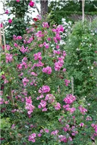 Vielblütige Rose 'Taunusblümchen' - Rosa multiflora 'Taunusblümchen' Vielblütige Rose 'Taunusblümchen' - Rosa multiflora 'Taunusblümchen'