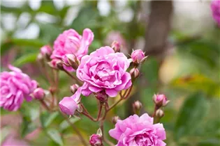 Vielblütige Rose 'Taunusblümchen' - Rosa multiflora 'Taunusblümchen' Vielblütige Rose 'Taunusblümchen' - Rosa multiflora 'Taunusblümchen'