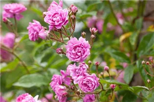 Vielblütige Rose 'Taunusblümchen' - Rosa multiflora 'Taunusblümchen' Vielblütige Rose 'Taunusblümchen' - Rosa multiflora 'Taunusblümchen'