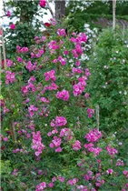 Vielblütige Rose 'Taunusblümchen' - Rosa multiflora 'Taunusblümchen' Vielblütige Rose 'Taunusblümchen' - Rosa multiflora 'Taunusblümchen'