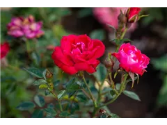 Zwergrose 'Little Buckaroo' - Rosa 'Little Buckaroo' Zwergrose 'Little Buckaroo' - Rosa 'Little Buckaroo'