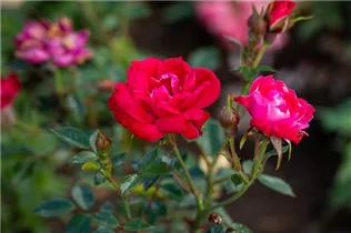 Zwergrose 'Little Buckaroo' - Rosa 'Little Buckaroo' Zwergrose 'Little Buckaroo' - Rosa 'Little Buckaroo'