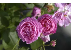 Strauchrose 'Louise Odier' - Rosa 'Louise Odier' Strauchrose 'Louise Odier' - Rosa 'Louise Odier'