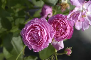 Strauchrose 'Louise Odier' - Rosa 'Louise Odier' Strauchrose 'Louise Odier' - Rosa 'Louise Odier'