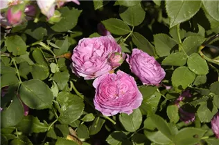 Strauchrose 'Louise Odier' - Rosa 'Louise Odier' Strauchrose 'Louise Odier' - Rosa 'Louise Odier'