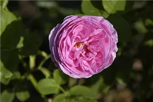 Strauchrose 'Louise Odier' - Rosa 'Louise Odier' Strauchrose 'Louise Odier' - Rosa 'Louise Odier'