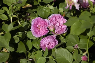Strauchrose 'Louise Odier' - Rosa 'Louise Odier' Strauchrose 'Louise Odier' - Rosa 'Louise Odier'
