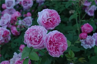 Strauchrose 'Louise Odier' - Rosa 'Louise Odier' Strauchrose 'Louise Odier' - Rosa 'Louise Odier'