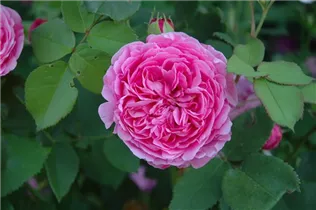 Strauchrose 'Louise Odier' - Rosa 'Louise Odier' Strauchrose 'Louise Odier' - Rosa 'Louise Odier'