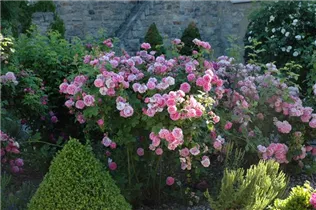 Strauchrose 'Louise Odier' - Rosa 'Louise Odier' Strauchrose 'Louise Odier' - Rosa 'Louise Odier'