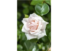 Kletterrose 'New Dawn' - Rosa 'New Dawn' Kletterrose 'New Dawn' - Rosa 'New Dawn'