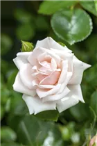 Kletterrose 'New Dawn' - Rosa 'New Dawn' Kletterrose 'New Dawn' - Rosa 'New Dawn'