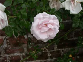 Kletterrose 'New Dawn' - Rosa 'New Dawn' Kletterrose 'New Dawn' - Rosa 'New Dawn'