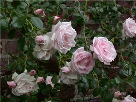 Kletterrose 'New Dawn' - Rosa 'New Dawn' Kletterrose 'New Dawn' - Rosa 'New Dawn'