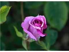 - Rosa 'Magenta'  - Rosa 'Magenta'