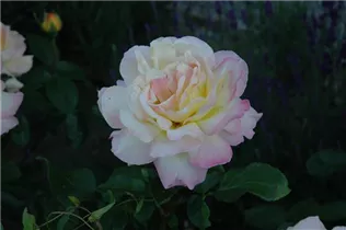 - Rosa 'Peace'  - Rosa 'Peace'