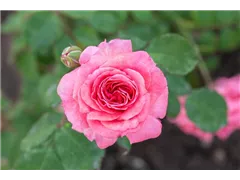 - Rosa 'Marion'  - Rosa 'Marion'