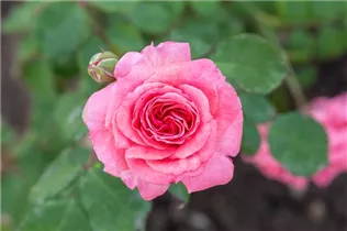 - Rosa 'Marion'  - Rosa 'Marion'