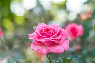 - Rosa 'Marion'  - Rosa 'Marion'