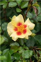 - Rosa persica  - Rosa persica