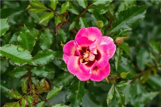 - Rosa persica  - Rosa persica