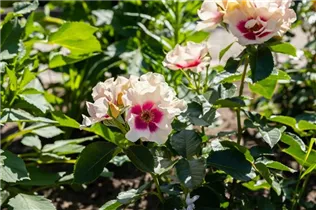 - Rosa persica  - Rosa persica