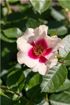 - Rosa persica  - Rosa persica