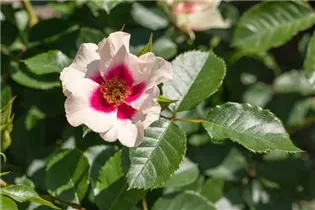 - Rosa persica  - Rosa persica
