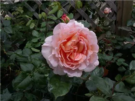 Beetrose 'Melli' - Rosa 'Melli' Beetrose 'Melli' - Rosa 'Melli'