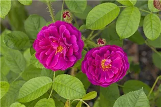 - Rosa x centifolia  - Rosa x centifolia