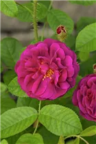 - Rosa x centifolia  - Rosa x centifolia