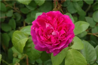 - Rosa x centifolia  - Rosa x centifolia