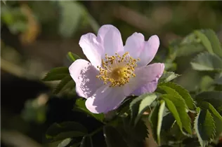  - Rosa 'PiRo3'