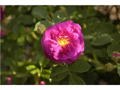  - Rosa x centifolia 'Muscosa Rubra'