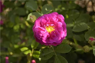  - Rosa x centifolia 'Muscosa Rubra'