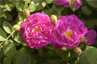  - Rosa x centifolia 'Muscosa Rubra'