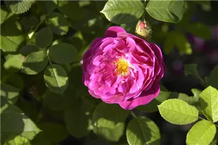  - Rosa x centifolia 'Muscosa Rubra'