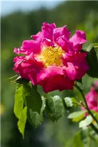 Portland-Rose - Rosa x damascena Portland-Rose - Rosa x damascena
