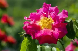 Portland-Rose - Rosa x damascena Portland-Rose - Rosa x damascena