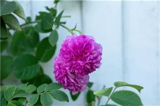 Portland-Rose - Rosa x damascena Portland-Rose - Rosa x damascena