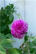 Portland-Rose - Rosa x damascena Portland-Rose - Rosa x damascena