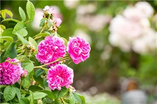 Portland-Rose - Rosa x damascena Portland-Rose - Rosa x damascena