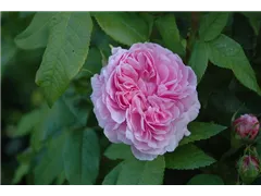  - Rosa x damascena 'Jacques Cartier'